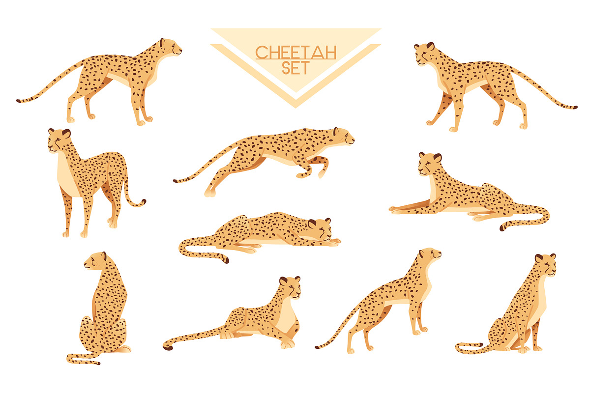 Set of Cheetah big wild cat african, an Animal Illustration by Alfmaler