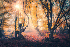 Forest in fog in autumn at sunrise stock photo containing forest and tree, a Nature Photo by den-belitsky