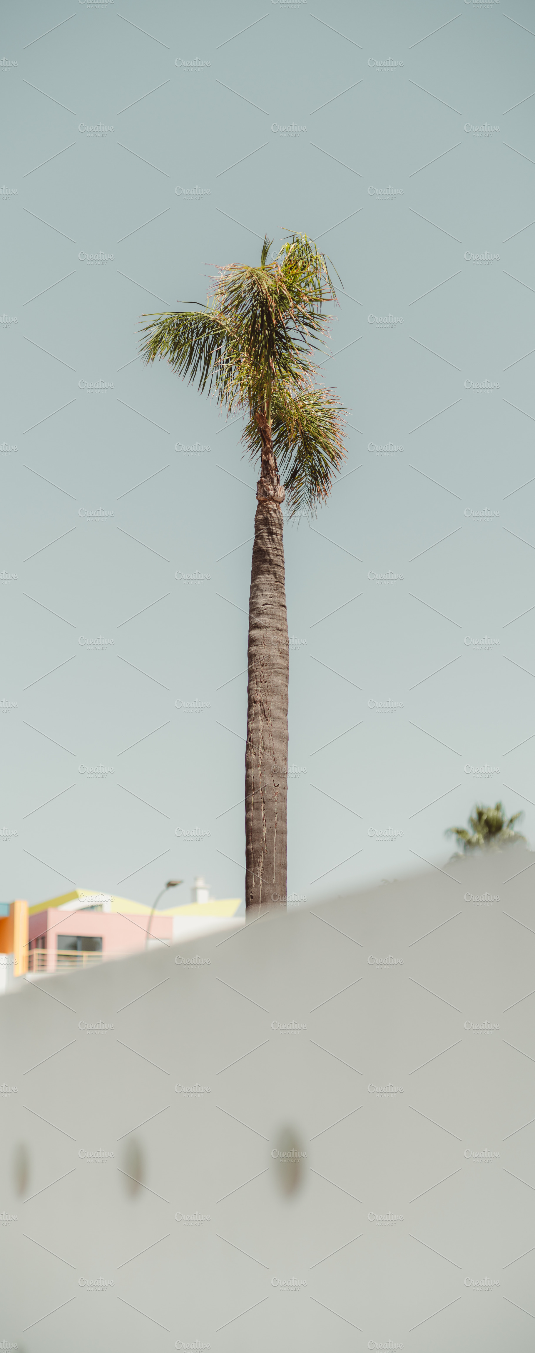 Tall Palm in Vertical Urban Panorama, a Nature Photo by SkyNext
