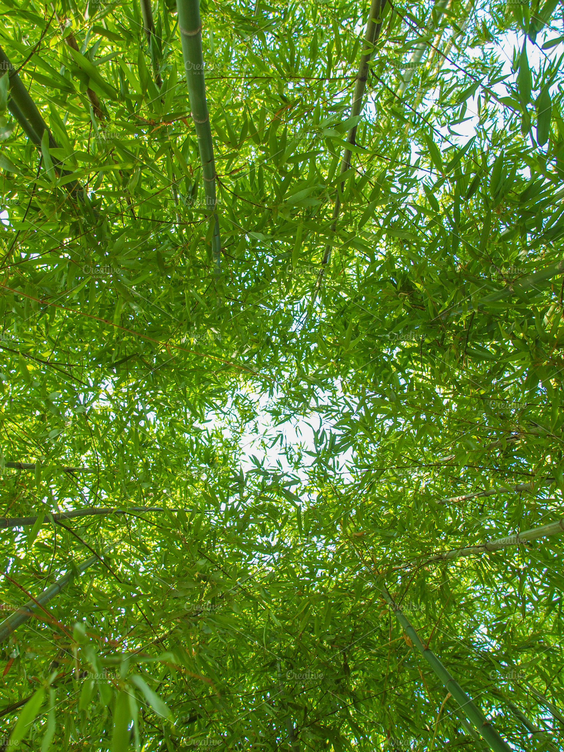 Bamboo stock photo containing bamboo and tree