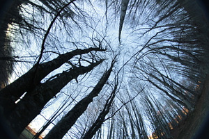 Sky trees stock picture