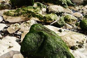Mossy green rocks along the Seven Sisters Cliffs in East Sussex UK at the shore, a Nature Photo by AS photostudio