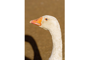 Close-up of a white goose with, an Animal Photo by darksoul72
