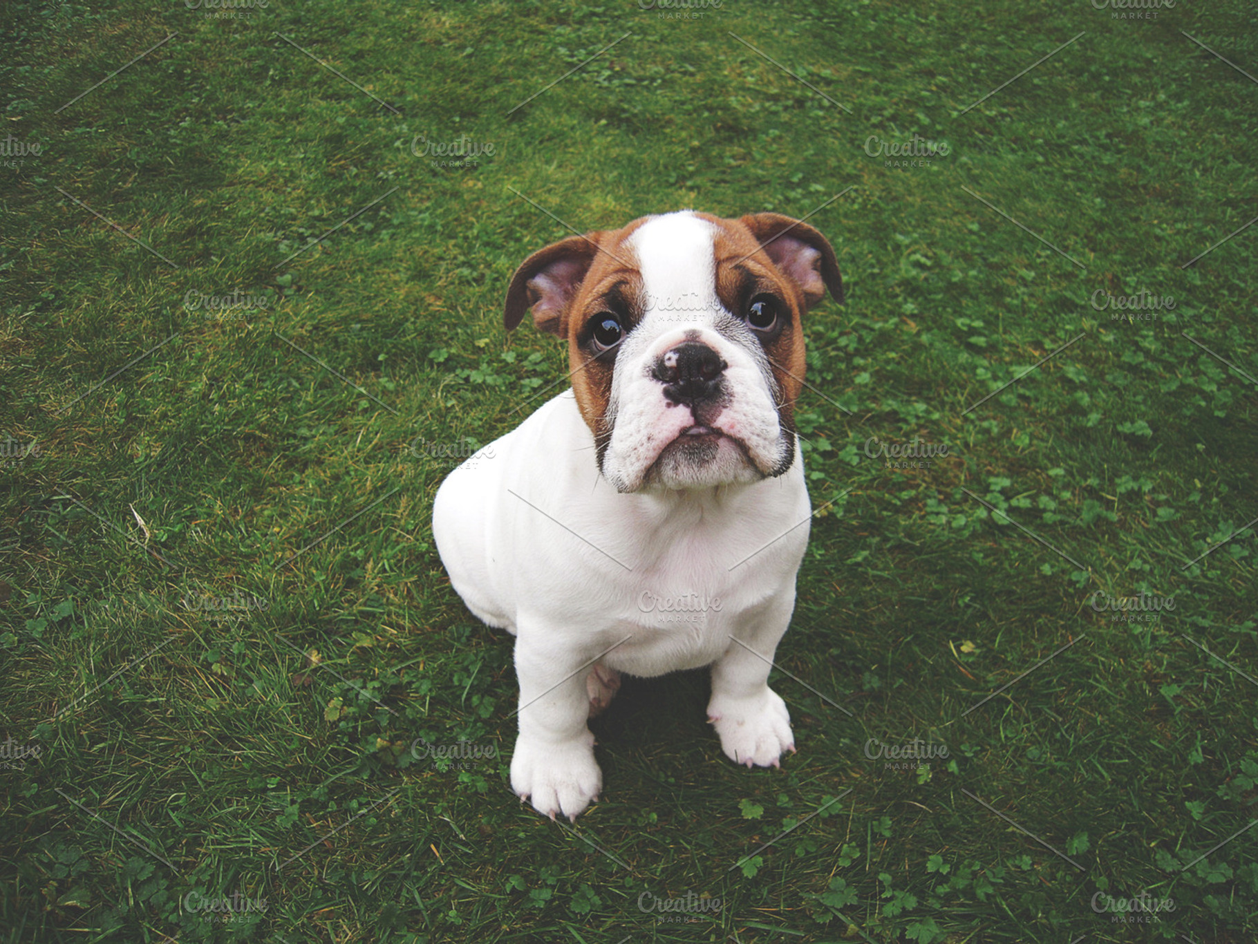 Puppy Eyes Featuring Puppy Bulldog And English Bulldog