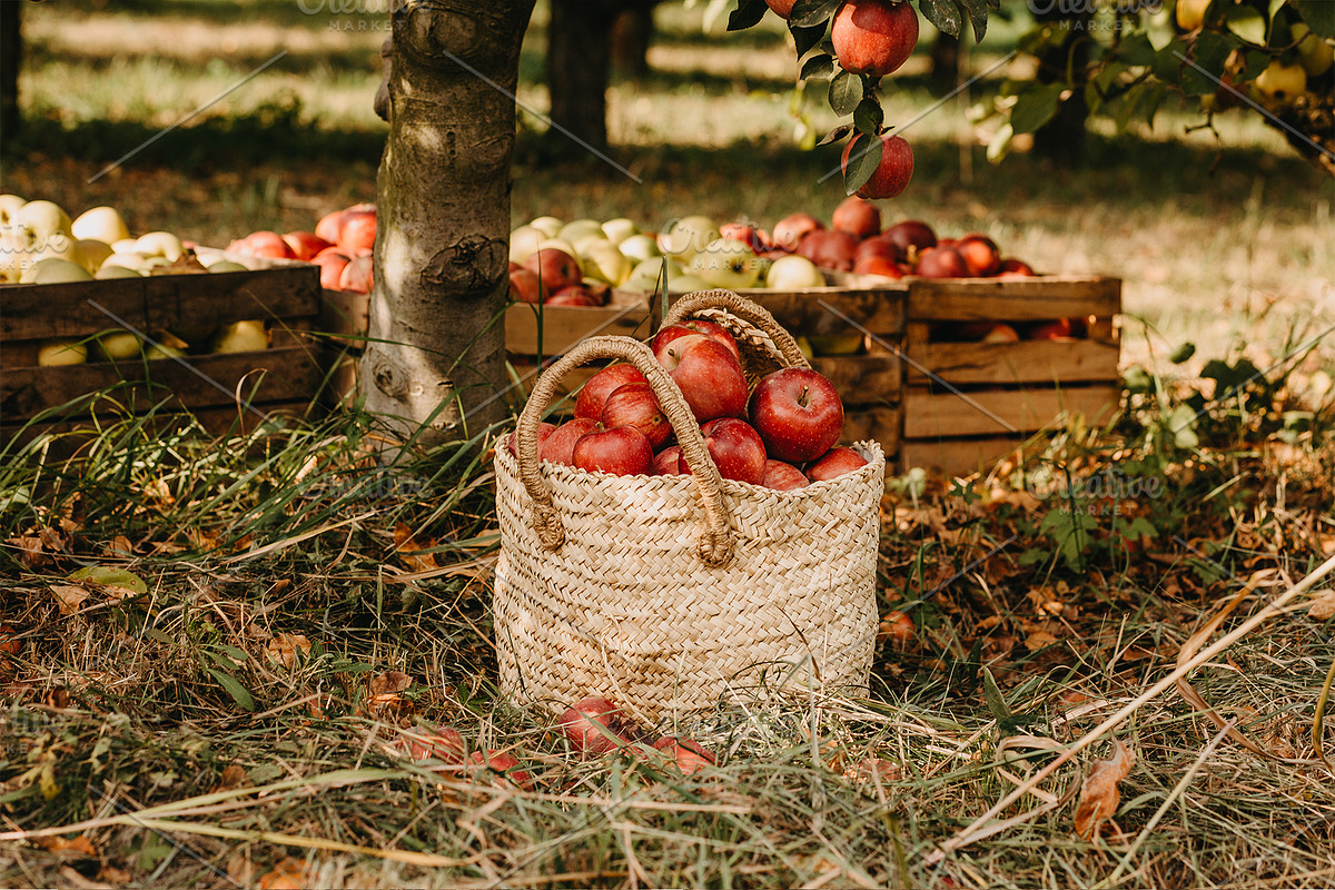 Apple garden bundle, a Person Photo by Fargana (Photo 3 of 5)