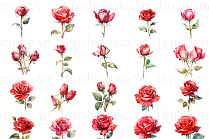 Watercolor Rose Flower, Red Rose PNG