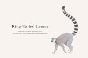 Ring-Tailed Lemur Illustration - PNG, an Animal Illustration by LaurenFittonIllustration (Thumbnail 1 of 8)