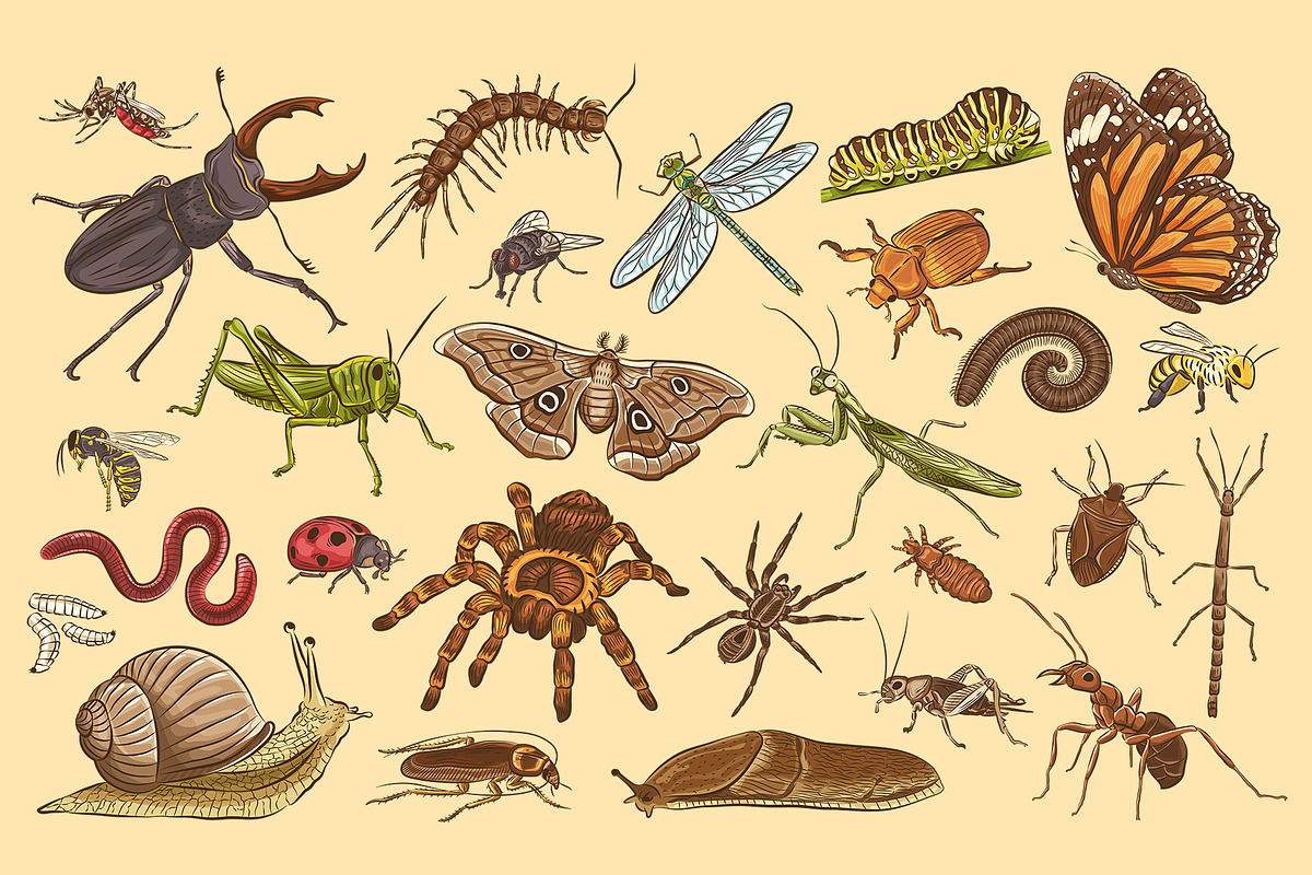 Insects Illustrations, an Object Graphic by DesignerCandies (Photo 4 of 4)