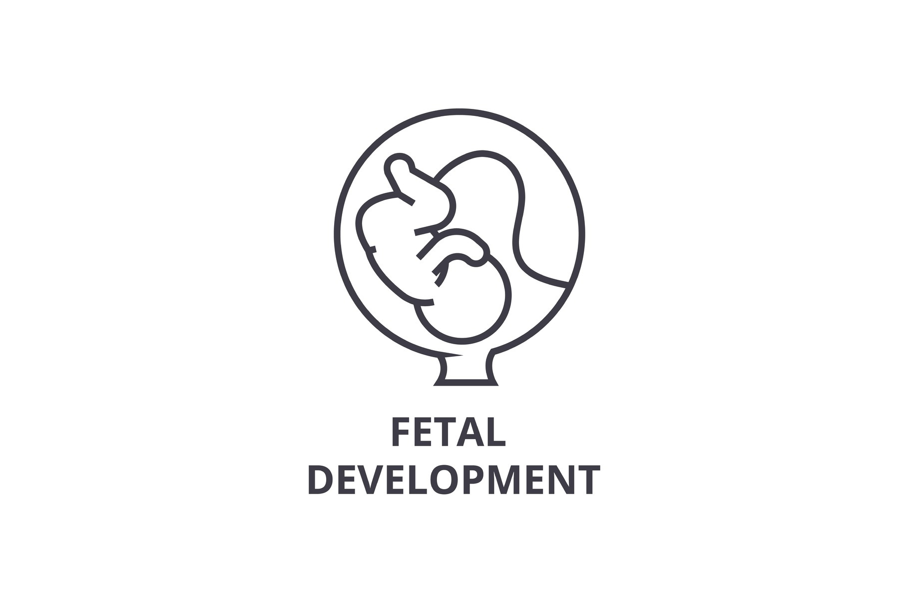 fetal development thin line icon, sign, symbol, illustation, linear ...