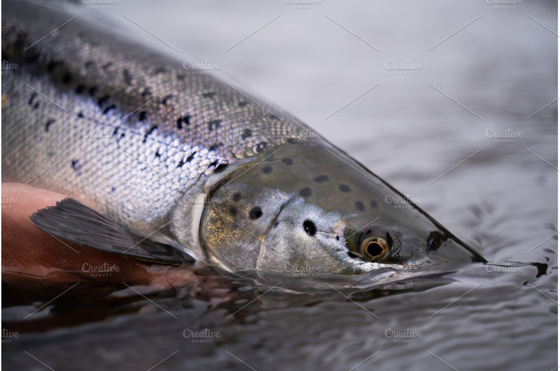 A fisherman releases wild Atlantic, an Animal Photo by IlyaMarchenko