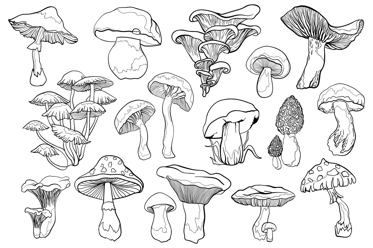 Mushrooms - vector clipart, a Decorative Illustration by Glass Cat Design (Photo 5 of 9)