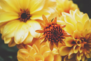 FLORAL HERO DAHLIAS