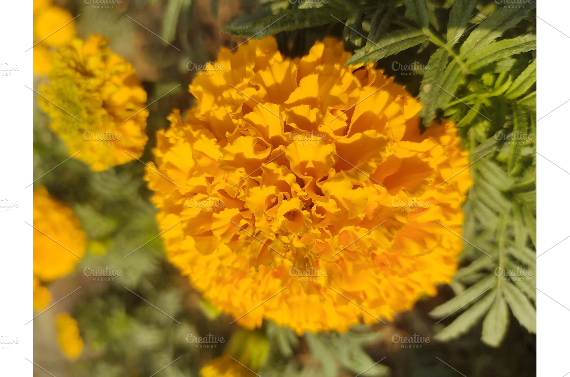 A golden yellow marigold flower, a Nature Photo by LogosDen