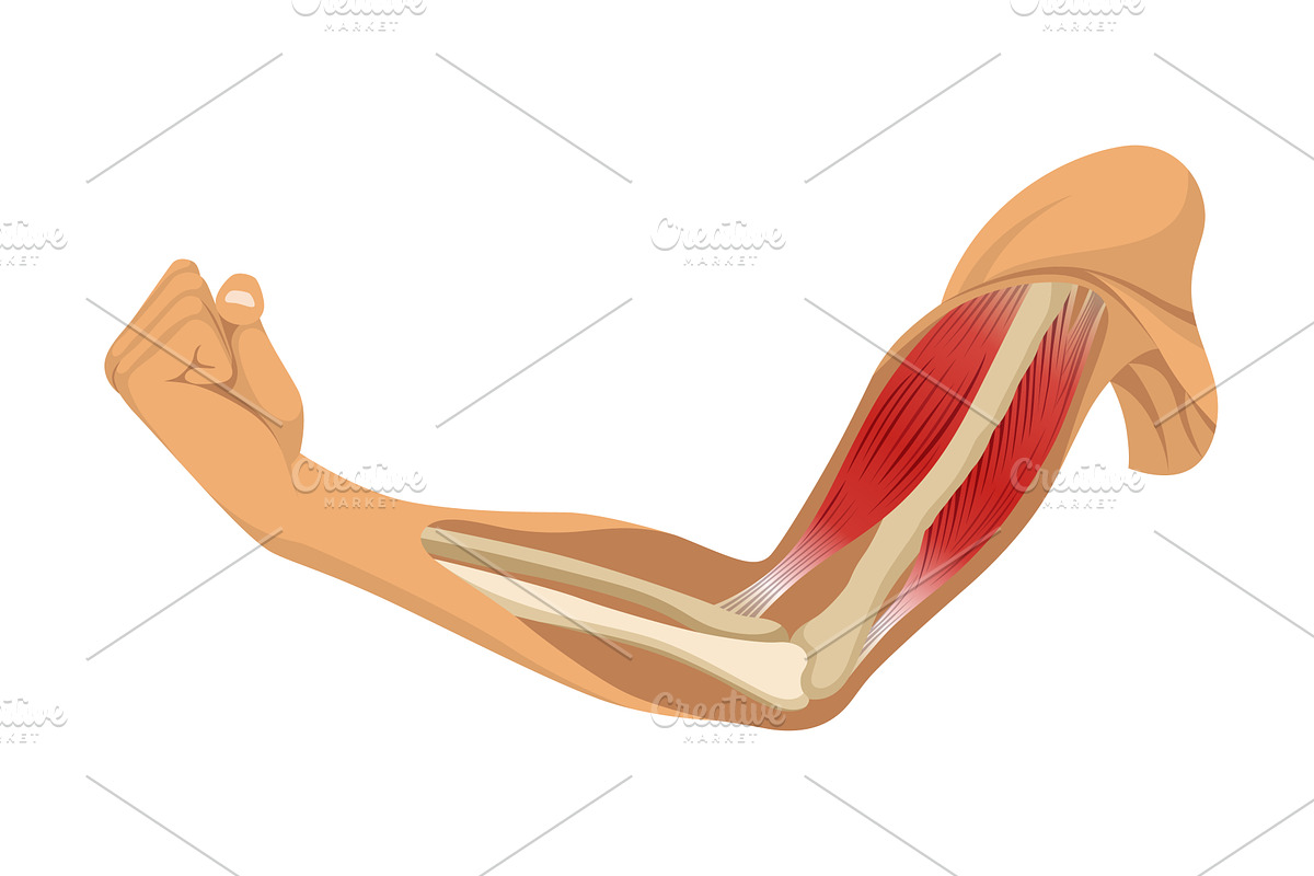 Arm muscle biceps with, a Sport Illustration by Things for designers