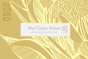 Protea Illustration Vector, an Illustration by Pretty Please Lara (Thumbnail 6 of 6)