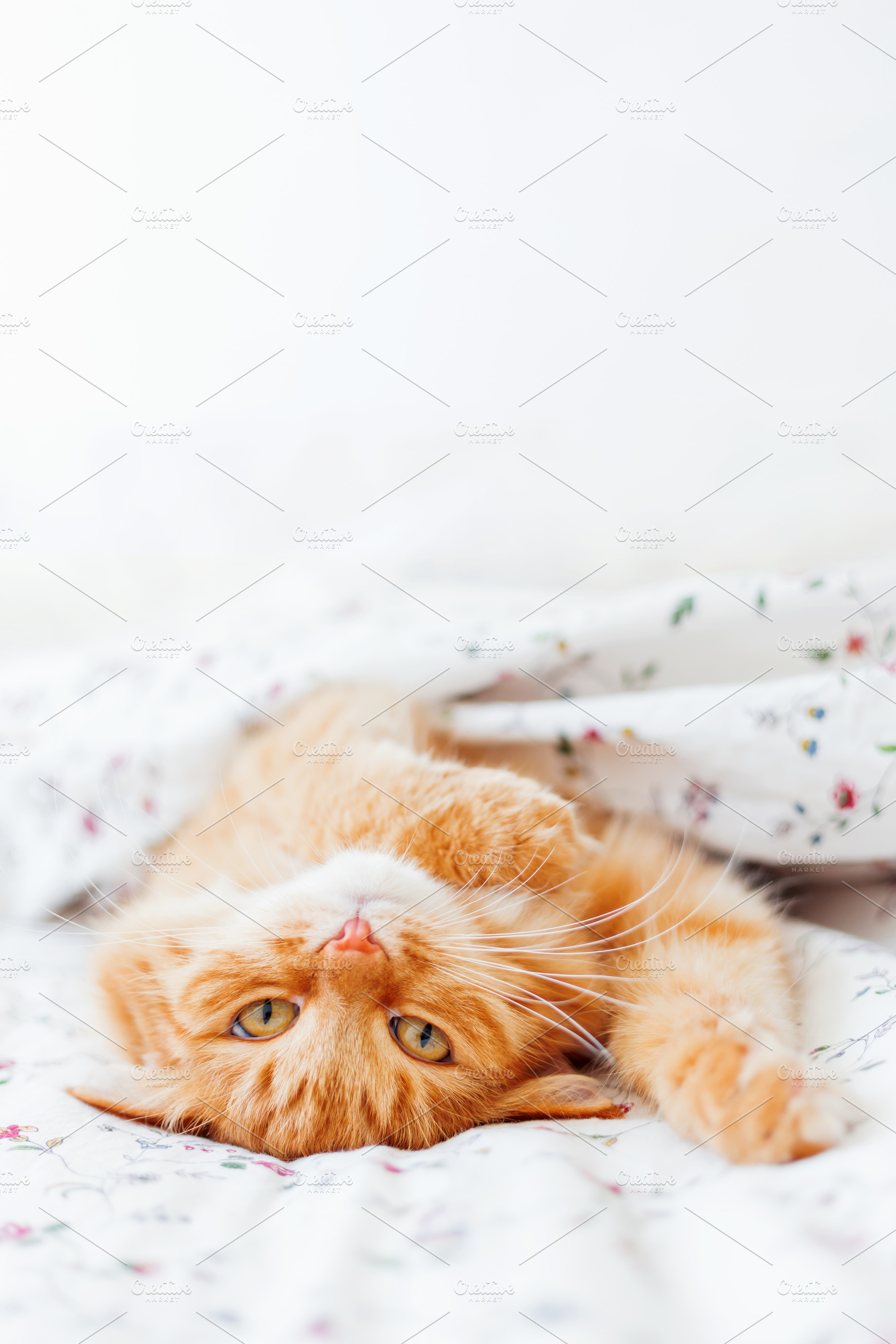 Cute ginger cat lying in bed featuring cat, pet, and cute, an Animal Photo by Aksenov_K