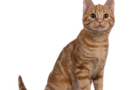 European Shorthair cat on white background