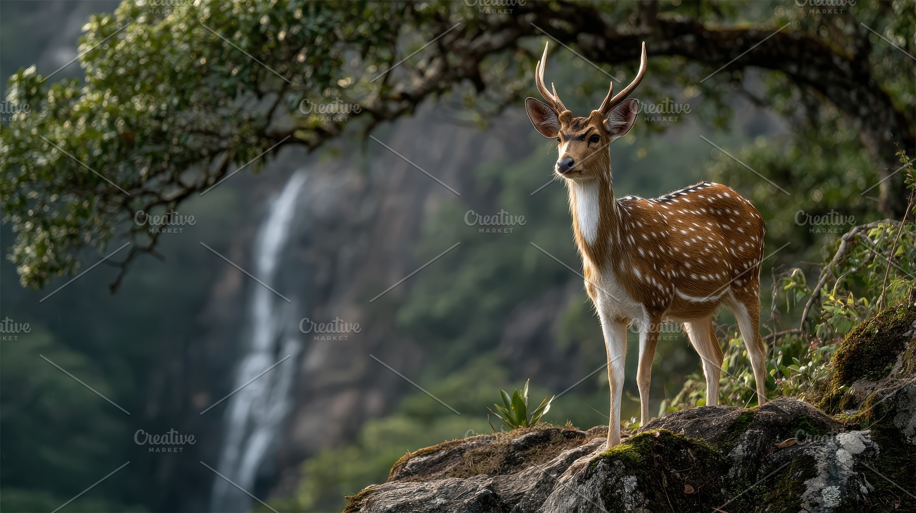 Axis deer on mossy rock scenic water, a Photo by Pixeness Studio