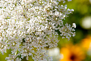 Summer Garden Collection, a Photo by Paper City Design (Thumbnail 21 of 21)