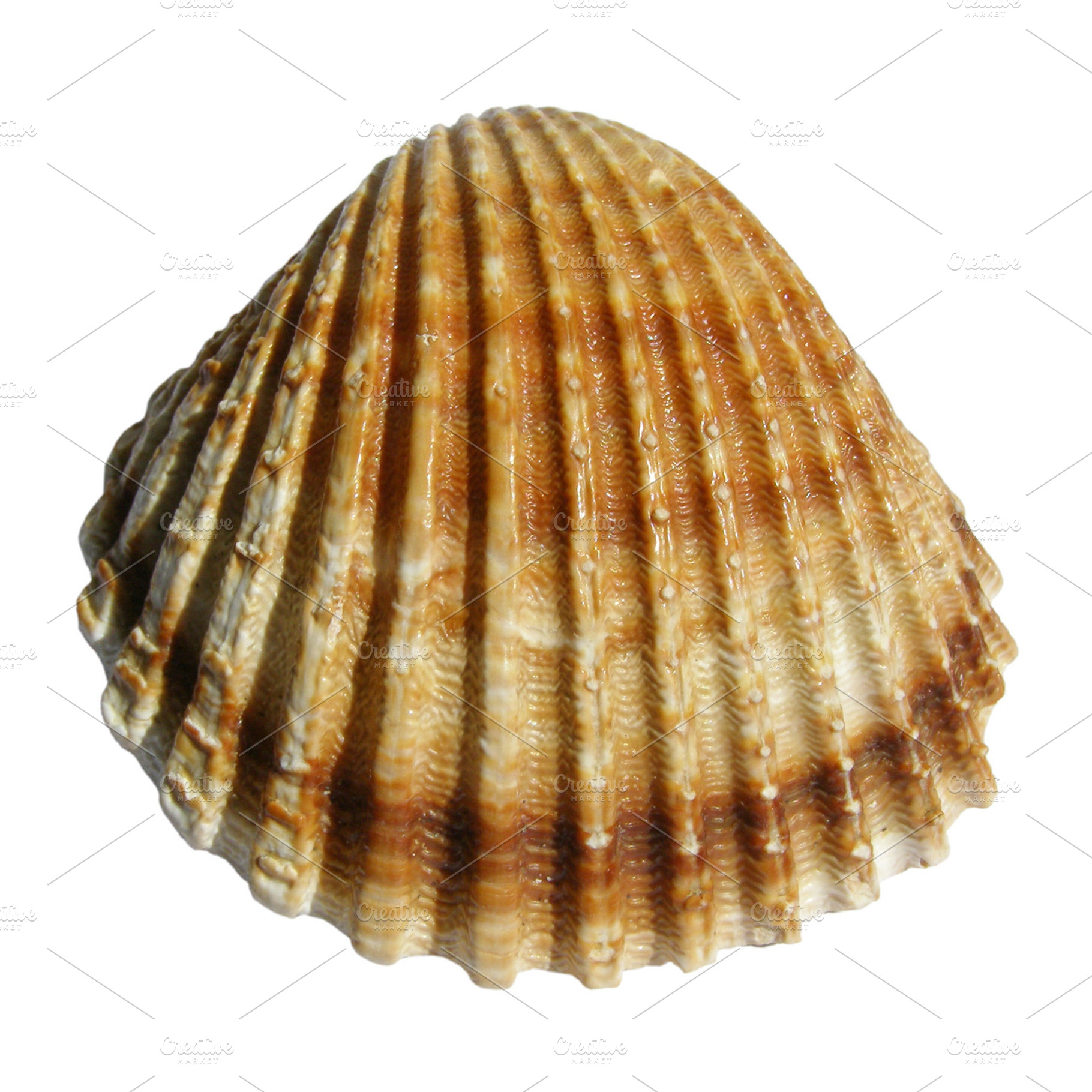 Sea shell featuring sea, shell, and shells