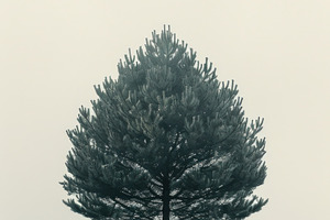 Single pine tree on frosty hill in soft neutral tones, minimalis, an Abstract Photo by José Manuel Gelpi