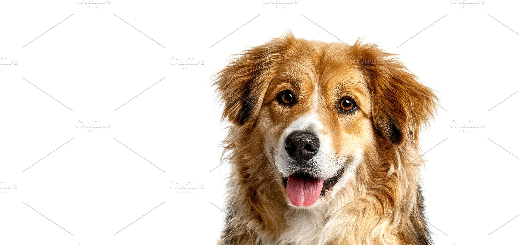 Cheerful fluffy dog with golden brown fur and open mouth looking, an Animal Photo by José Manuel Gelpi