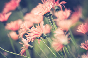 Pink Flowers #4