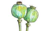 Bundle offer of watercolors, an Animal Illustration by Watercolor_Vector Graphic (Thumbnail 16 of 27)