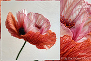 Delicate Silk Poppy Embroidery Art, a Decorative Illustration by yahu88studio (Thumbnail 4 of 7)