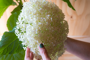 White Hydrangea Editorial Stock Phot, a Nature Photo by The Responsible Creatives
