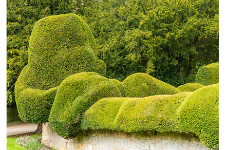 Unusual curvy topiary of yew bushes, an Architecture Photo by Backyard Stock