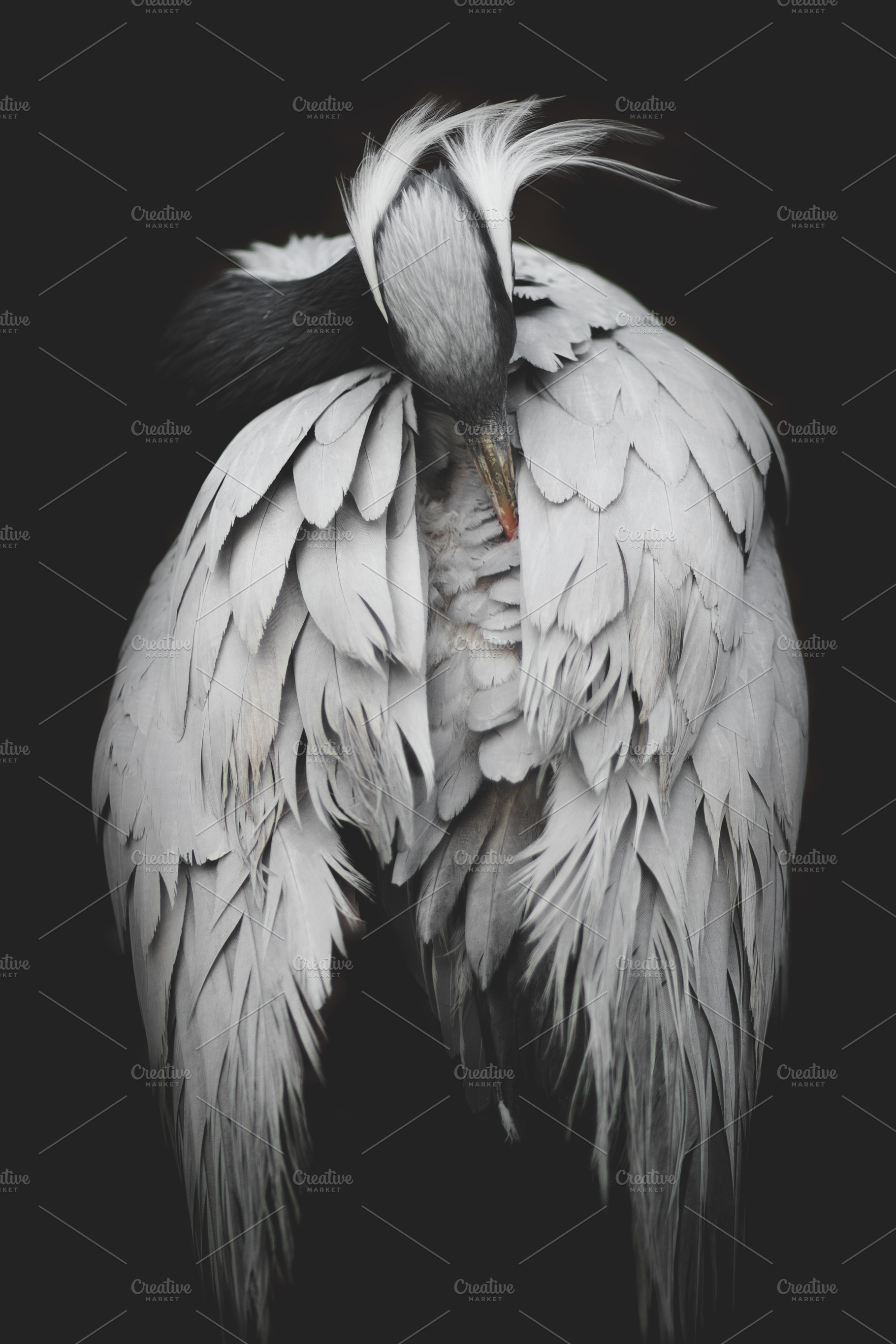 Minimalist Grey Feathers Portrait, an Animal Photo by René Jordaan Photography