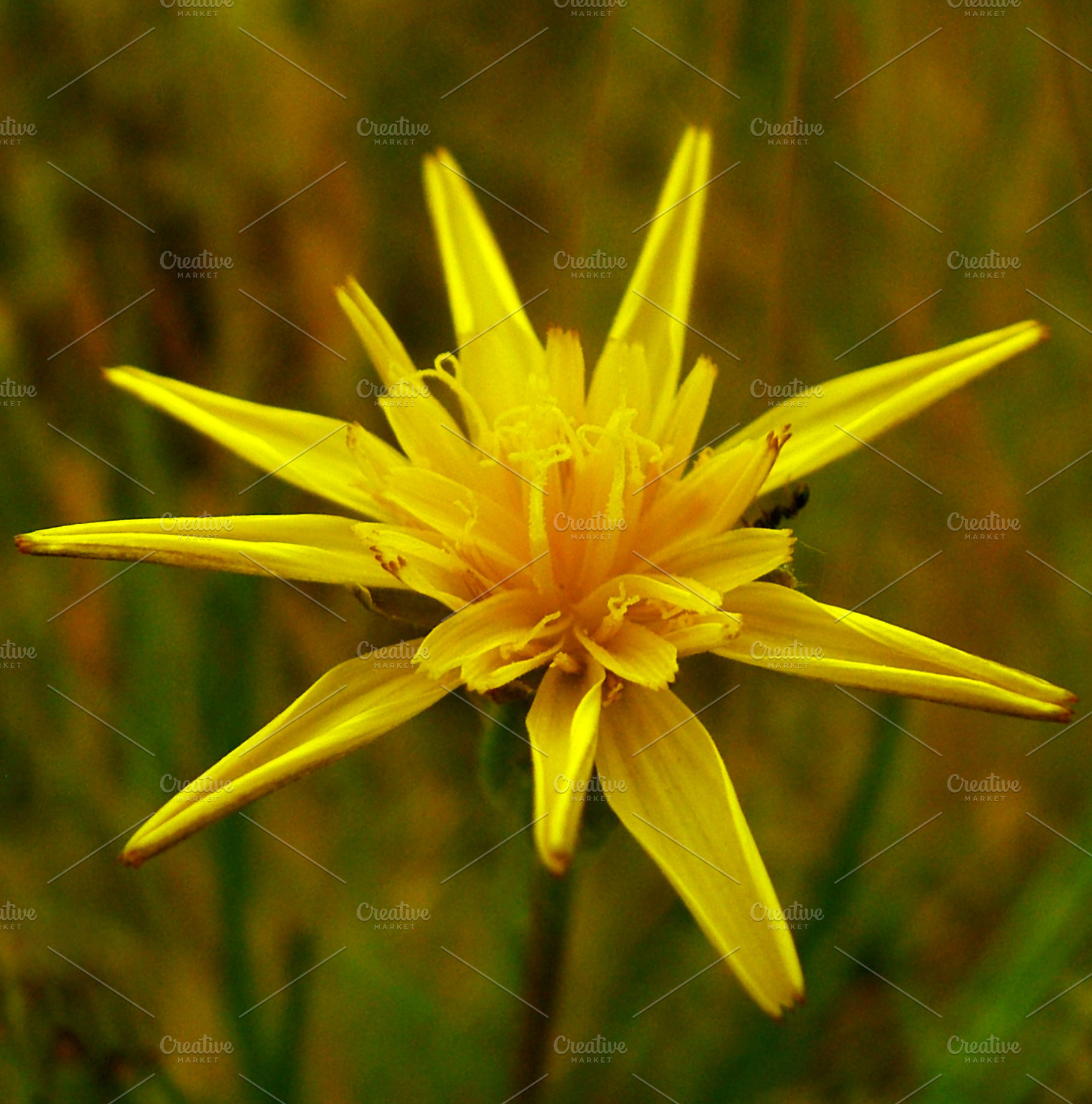 Flower Stock Photo Containing Background And Nature