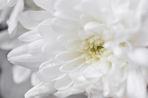 White chrysanthemum petals close-up., a Beauty & Fashion Photo by Anntuan