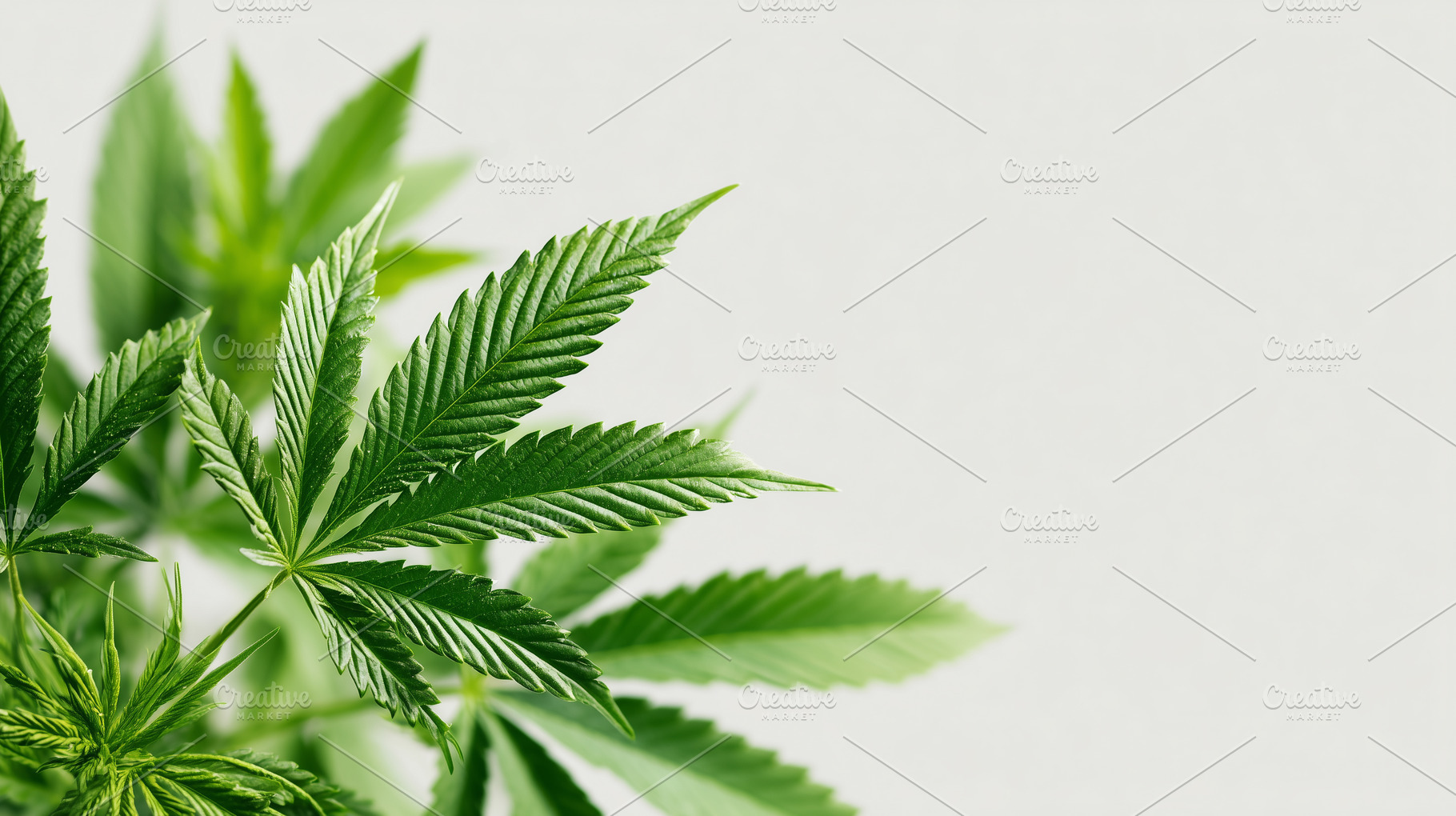 Green leaves of hemp on beige, a Nature Photo by MistyDay