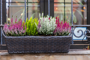 Mixed Pink, White, and Green Heather, a Holiday Photo by Imaginarium
