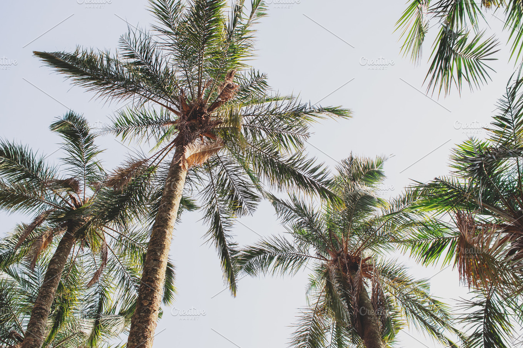 Tropical palm trees stock photo containing palm trees and tropical trees, a Nature Photo by René Jordaan Photography