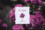 Purple Roses - Watercolour Clipart, a Decorative Illustration by Aquarellina (Thumbnail 6 of 14)