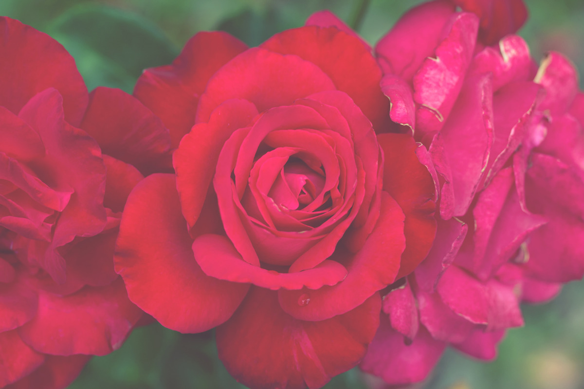 Rose Garden Photo Pack, a Templates & Theme by c l a r a X Y (Photo 6 of 6)