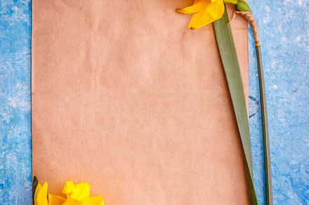 Daffodil flowers yellow on a blue marble background and craft pa, a Nature Photo by TanaCh