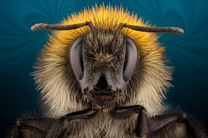 Extra sharp bumblebee portrait