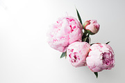 Pink Peony Bundle + 3 Bonus Images, a Nature Photo by Light & Grace (Thumbnail 4 of 8)