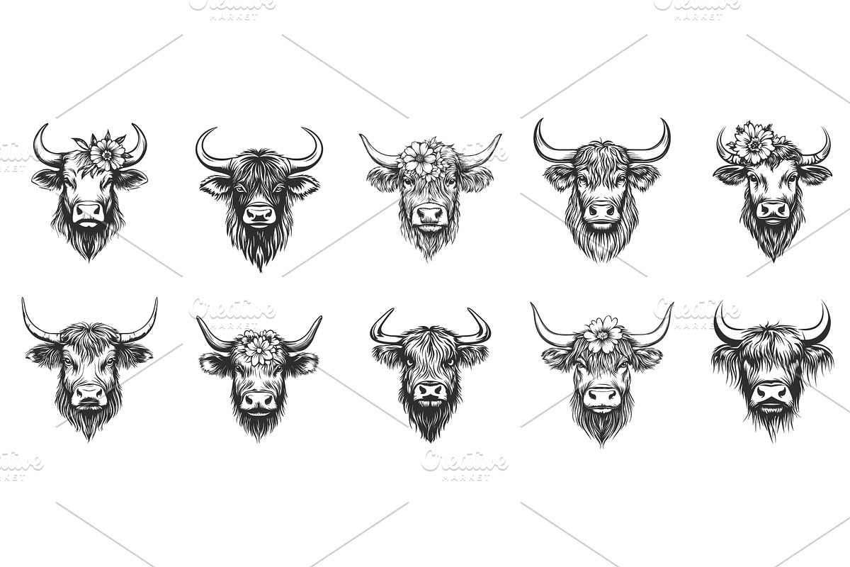 Highland cow head portrait. Front, an Object Illustration by Valerie Bodnar