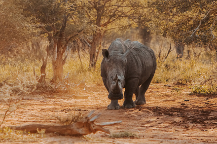 Endangered white rhino, an Animal Photo by Kzara Visual Concepts
