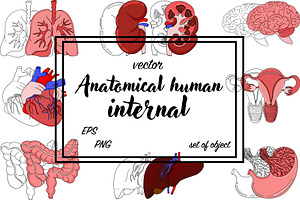 Anatomical human organ