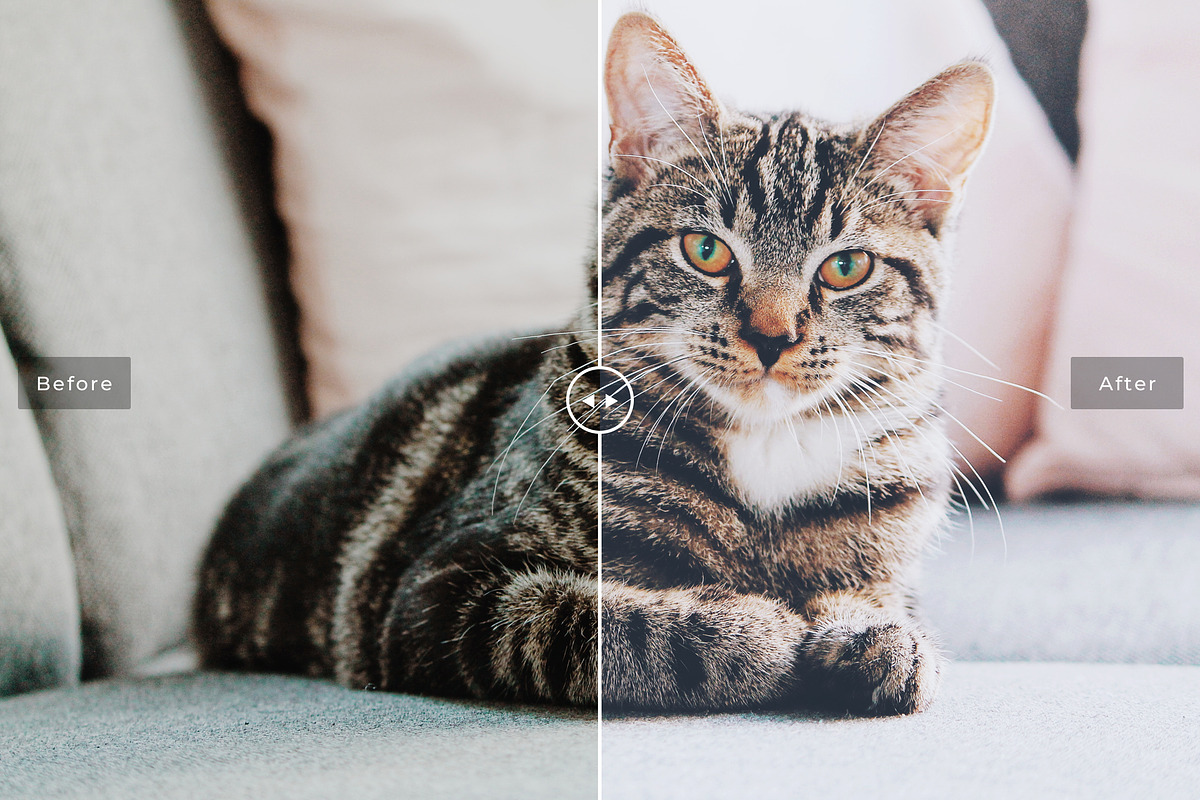 Pet Photoshop Actions Collection, an Action Add-On by Creativetacos (Photo 5 of 7)