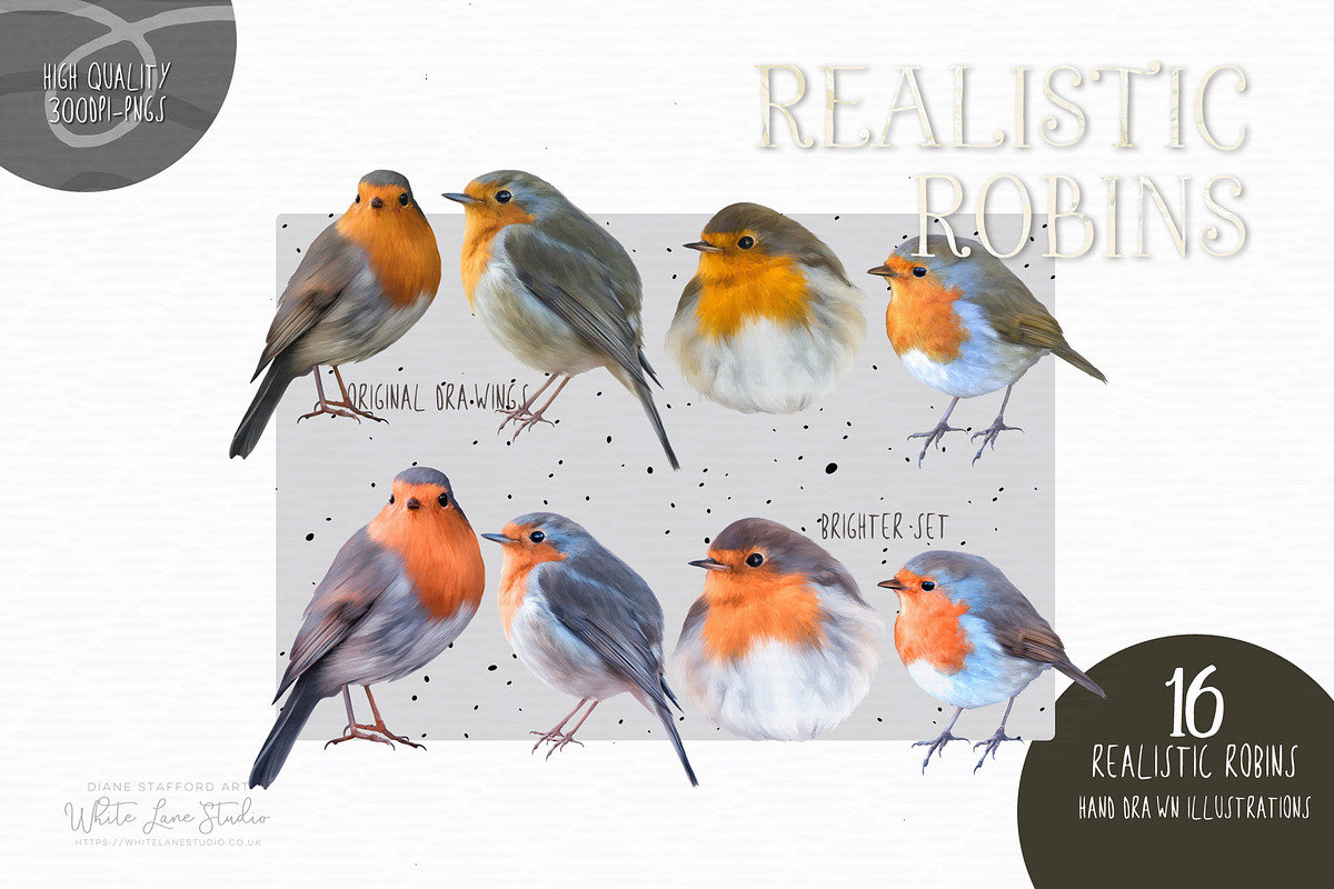 Realistic Robins Illustrations Set, an Illustration by White Lane Studio (Photo 2 of 8)