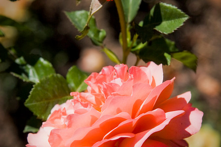 Pink Rose 2 (Photo)