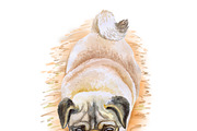 Watercolor Dogs Mega Big Bundle, an Illustration by Dneprstock (Thumbnail 55 of 60)