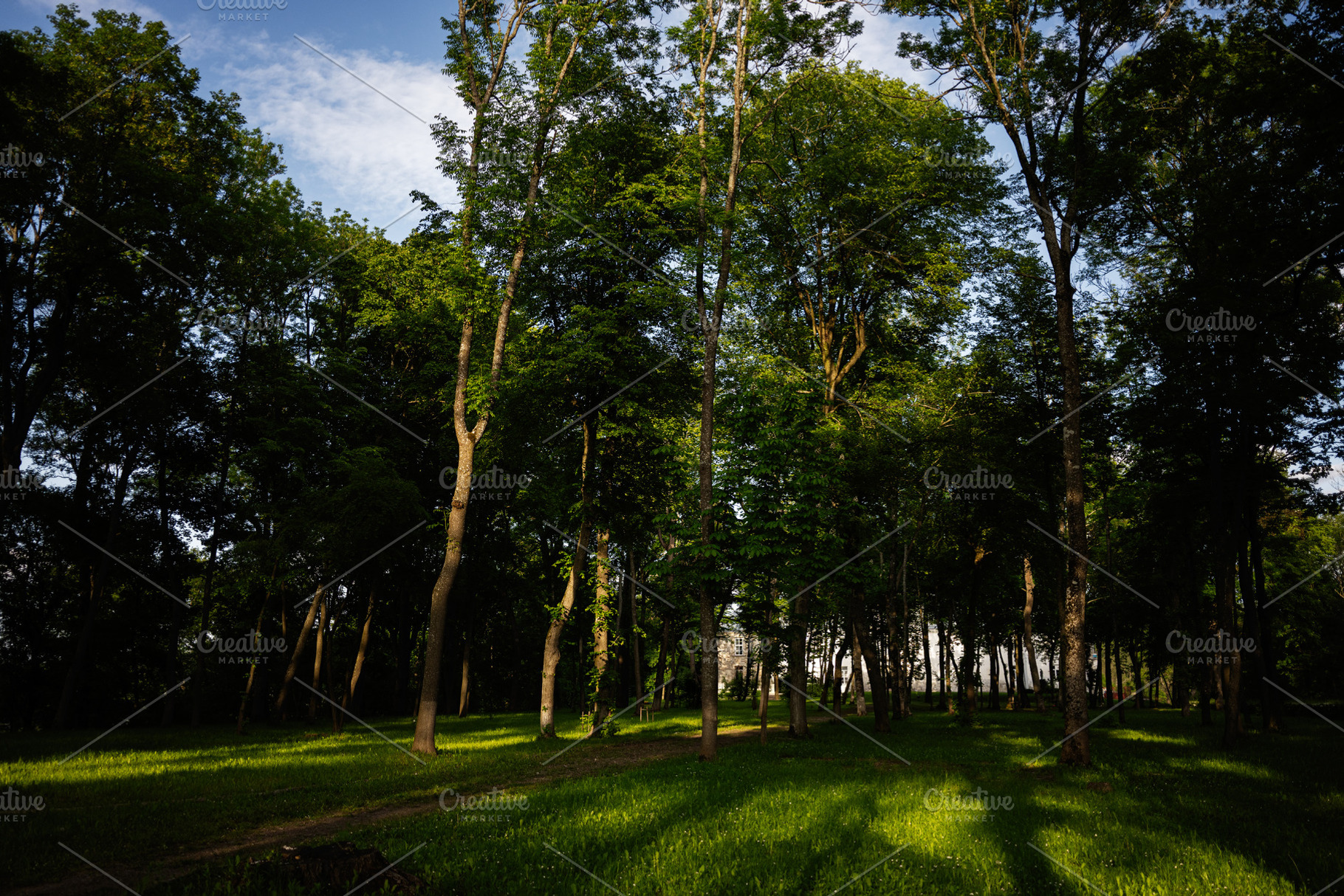 Serene forest landscape with sunlight filtering through the vibrant green folia, a Photo by AS photostudio